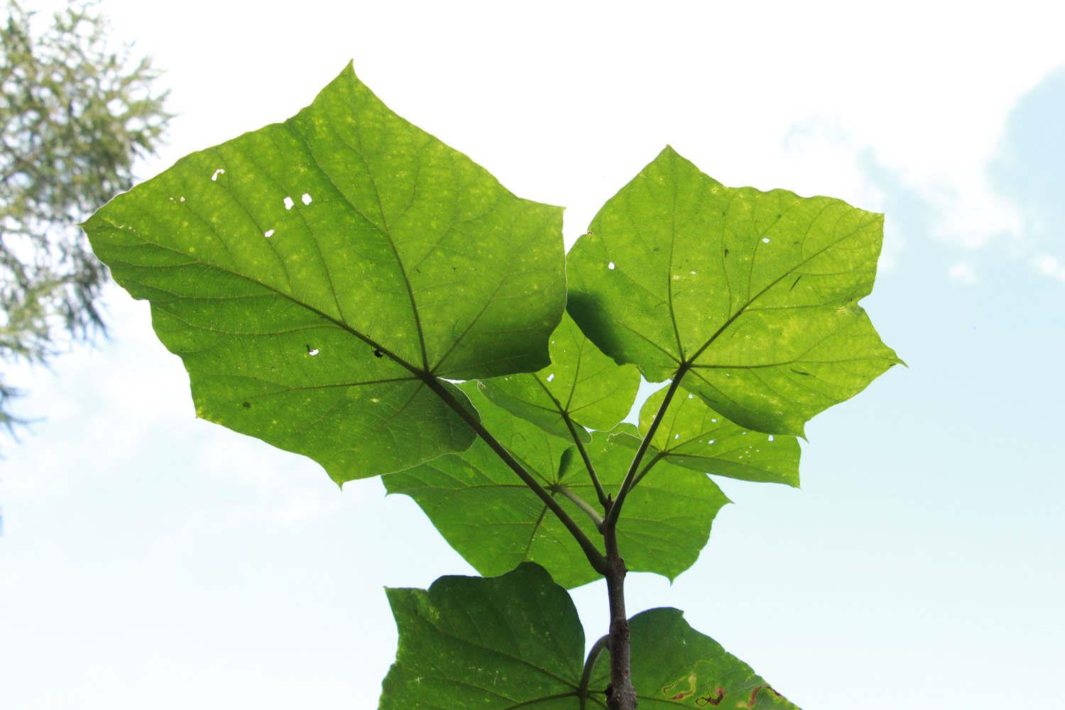 Paulownia