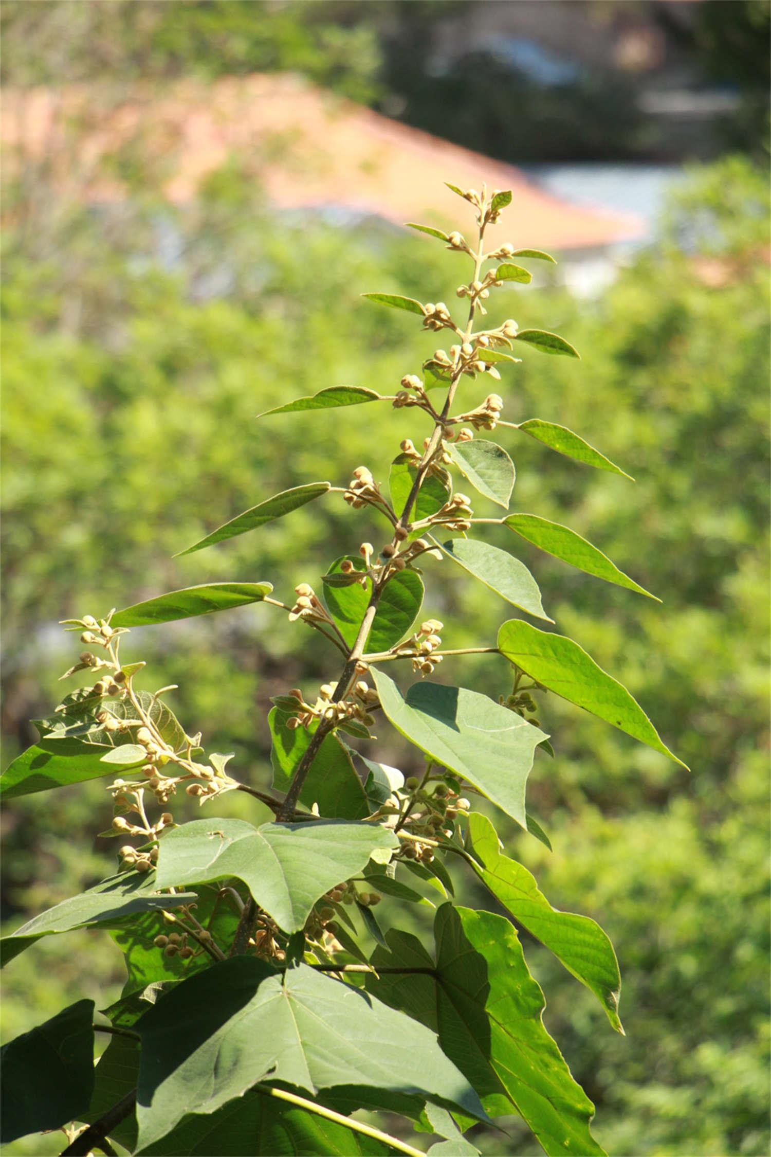 Paulownia