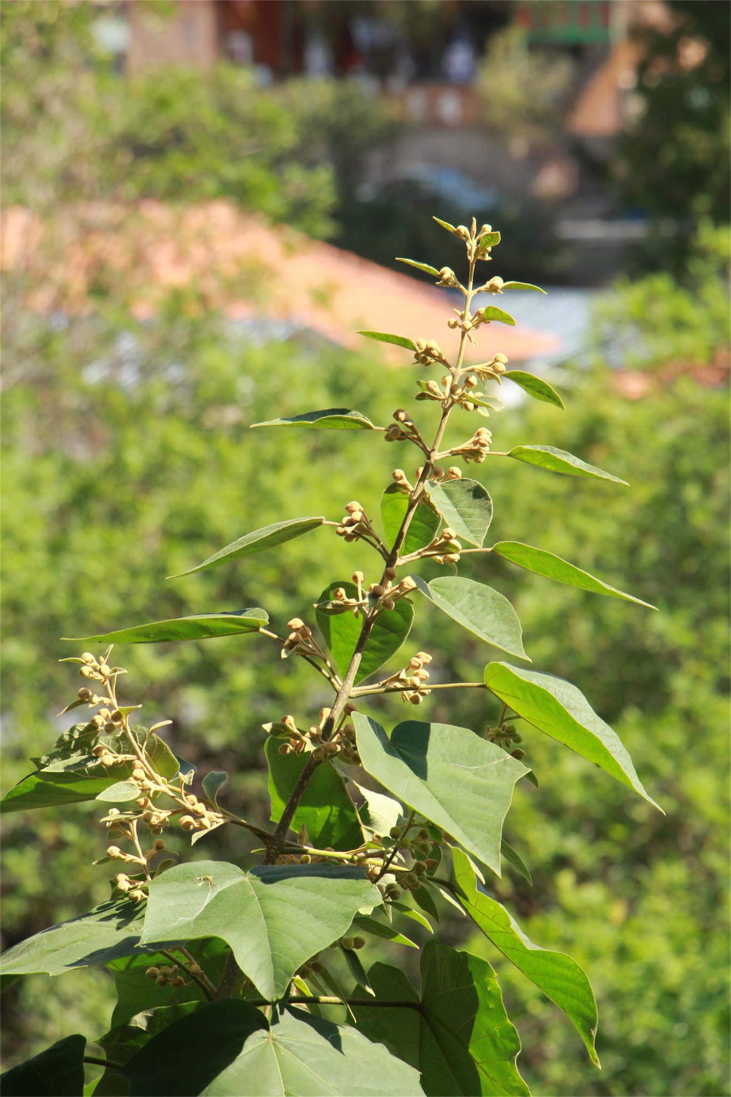 Paulownia