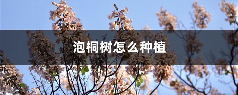 How to plant Paulownia trees, how can they survive