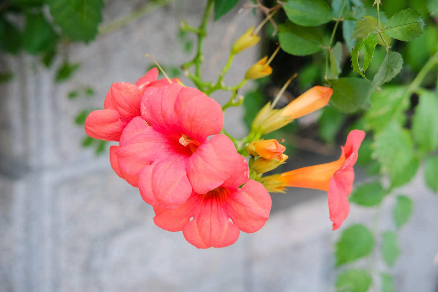 Lingxiao flower