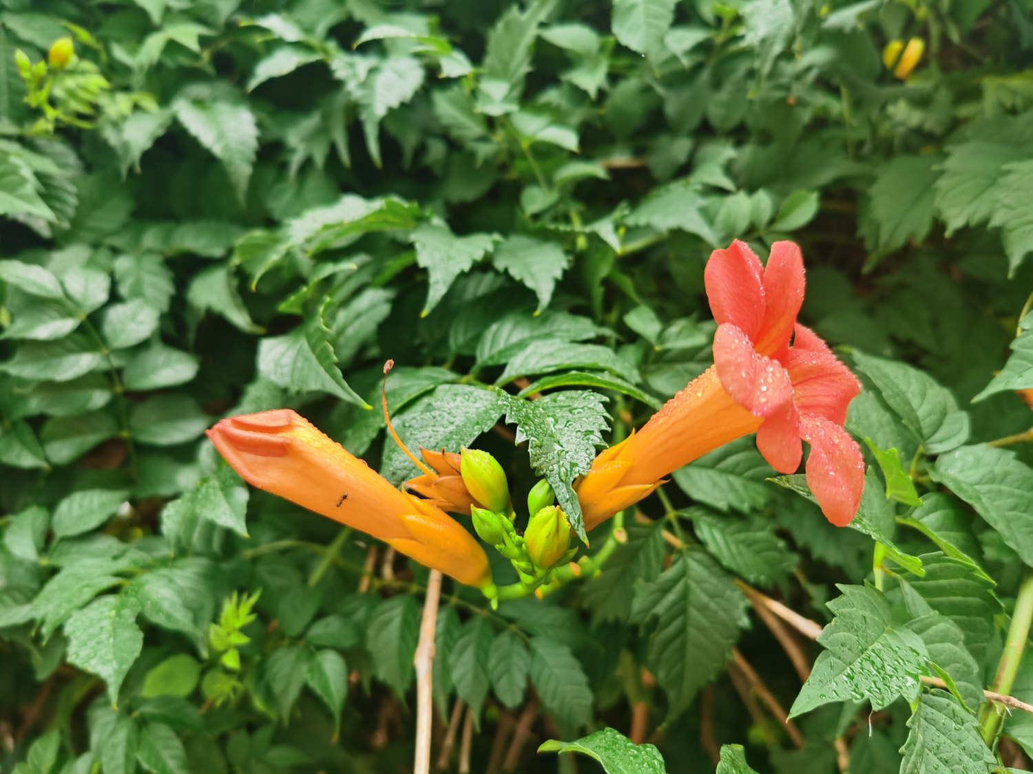 Lingxiao Flower