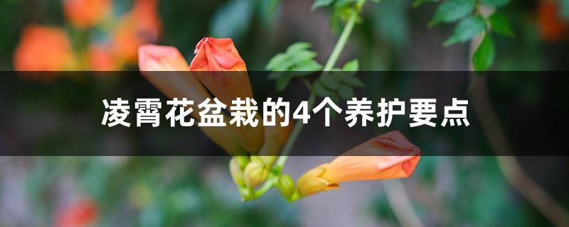 4 maintenance points for Lingxiao flower potted plants, will they freeze to death in winter?