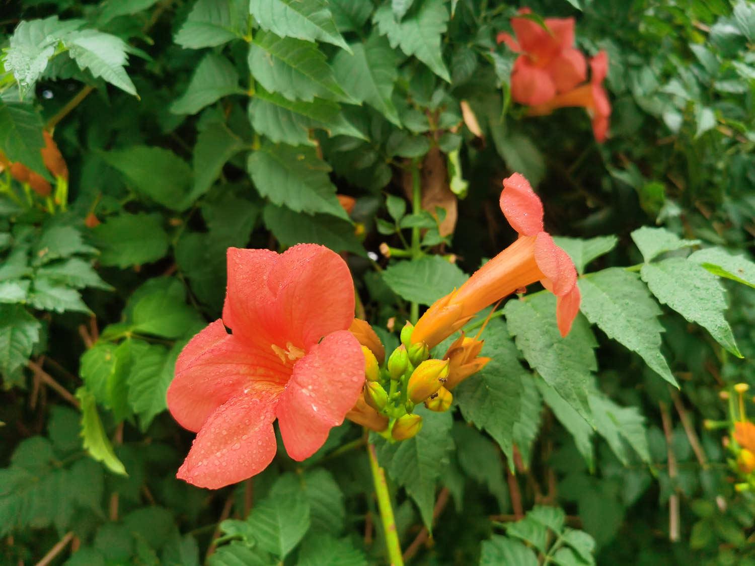 Lingxiao Flower