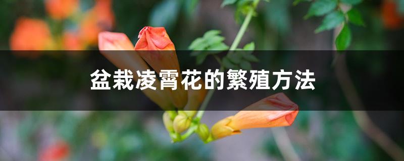 How to propagate potted Lingxiao flowers, do you need to repot them every year?