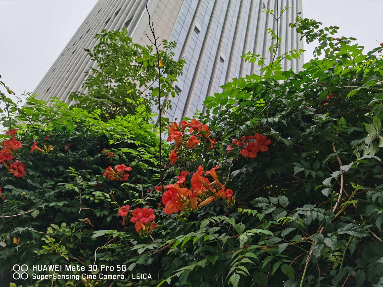 Lingxiao Flower