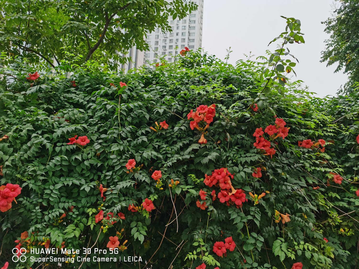 Lingxiao flower