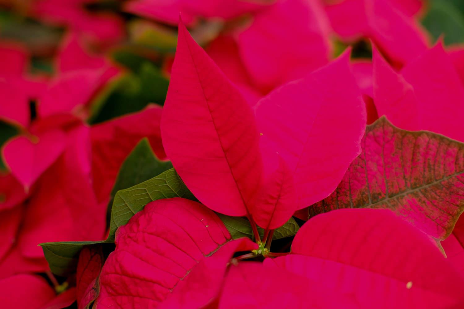 Poinsettia