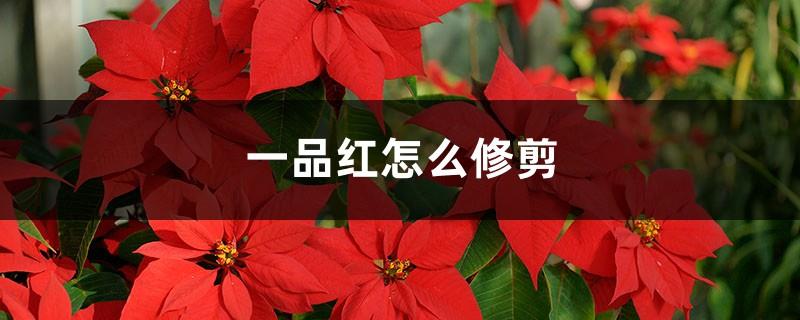 How to prune poinsettia and when to prune