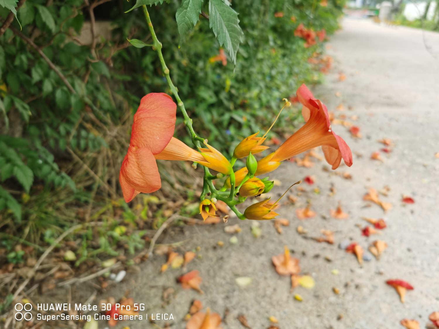 Lingxiao flower