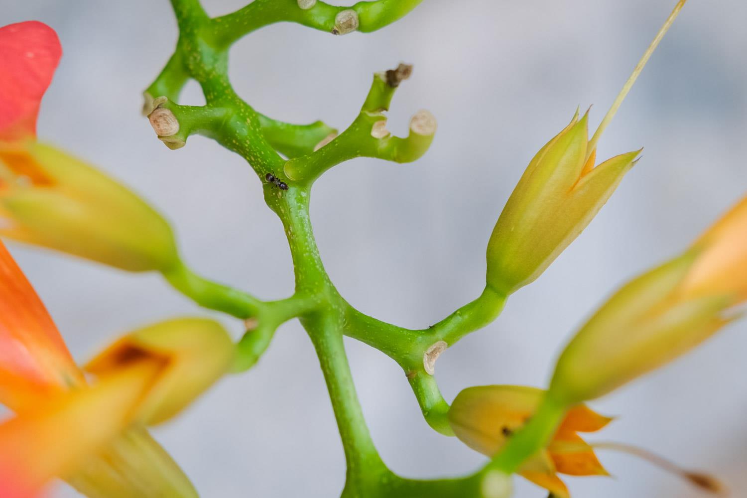 Lingxiao flower