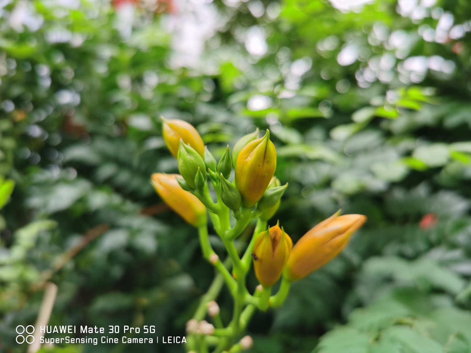 Lingxiao Flower