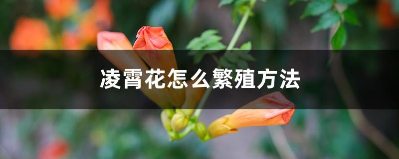 How to propagate Lingxiao flowers and what season they bloom