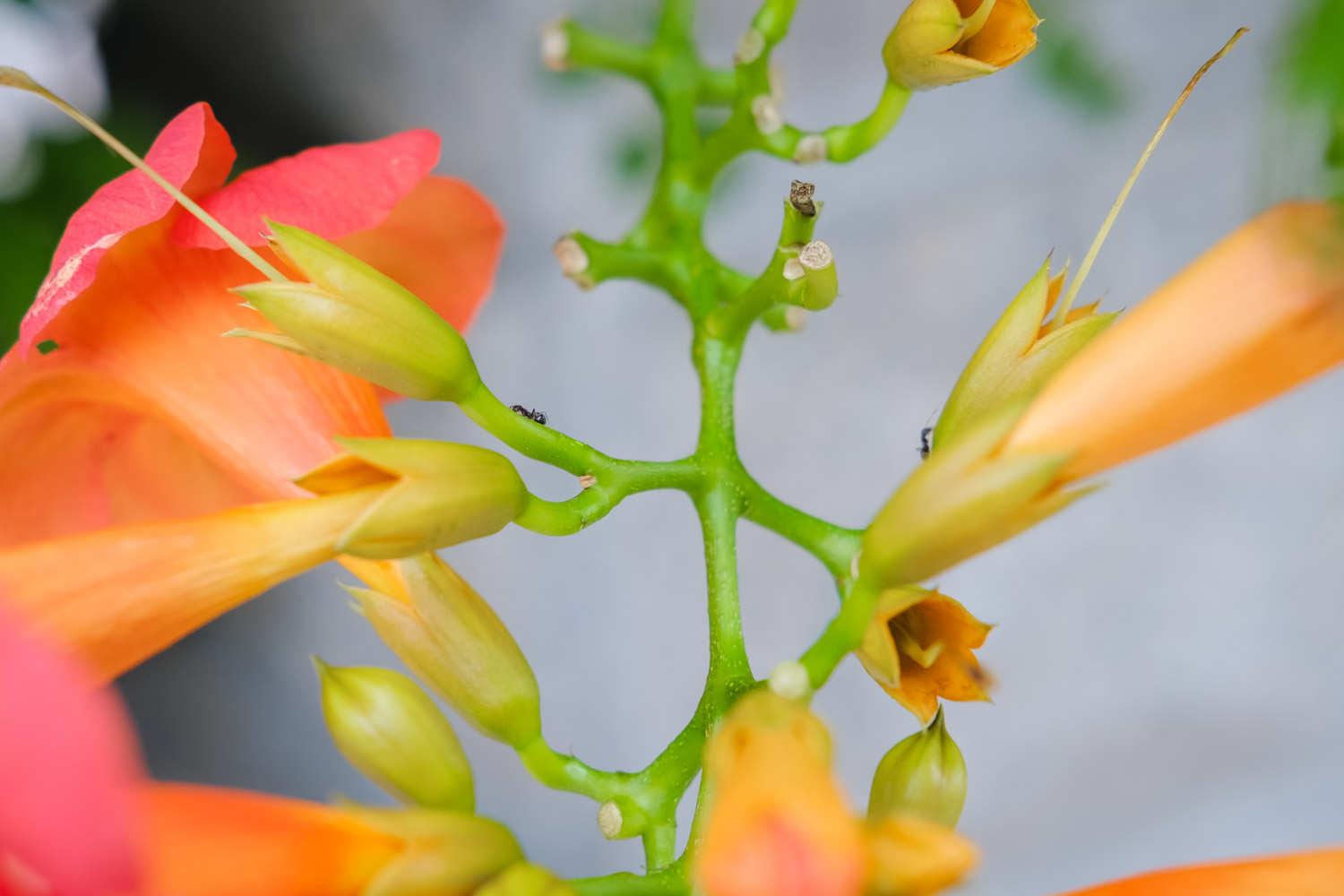 Lingxiao Flower