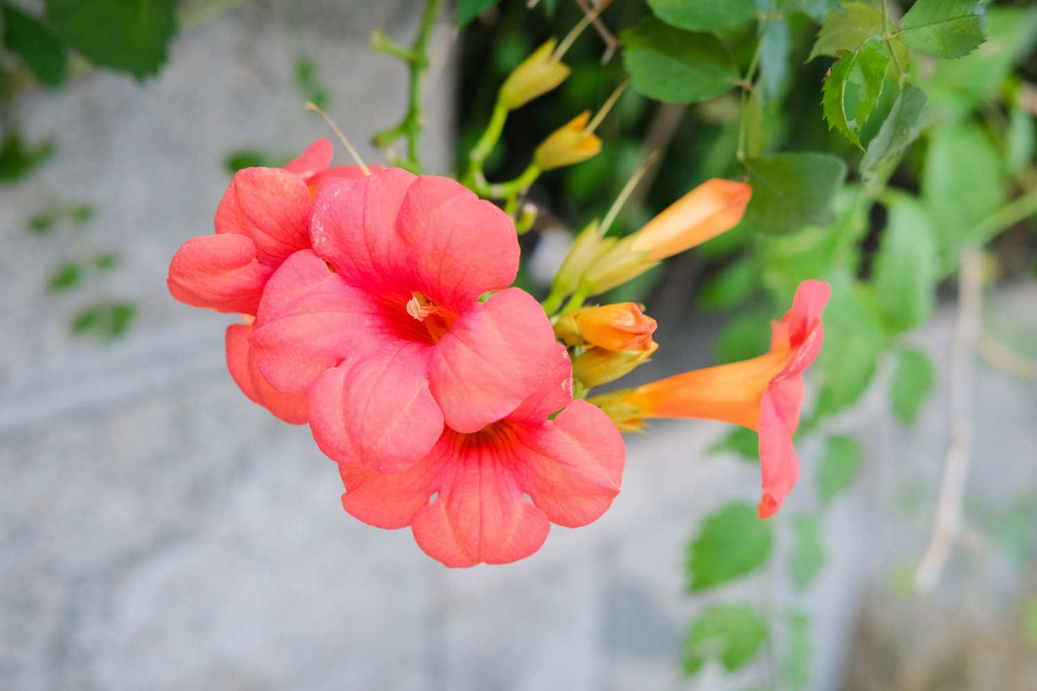 Lingxiao Flower