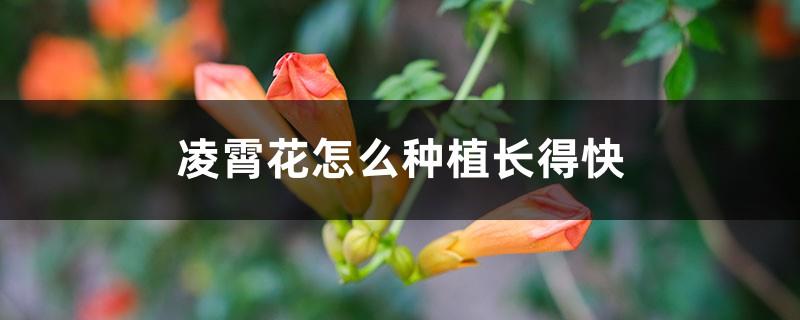 How to plant Lingxiao flowers to grow fast and take several years to bloom