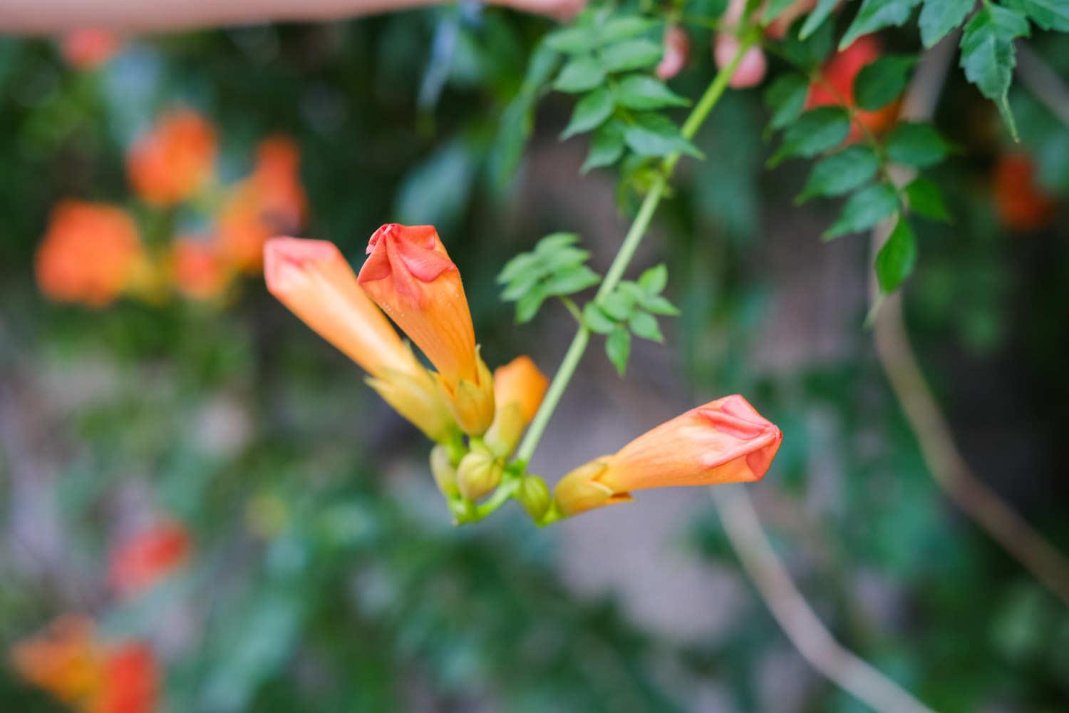 Lingxiao Flower