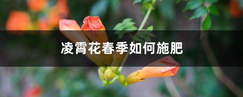 How to fertilize Lingxiao flowers in spring, which months are better to fertilize