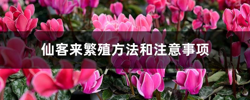 Cyclamen propagation methods and precautions, the main methods of reproduction