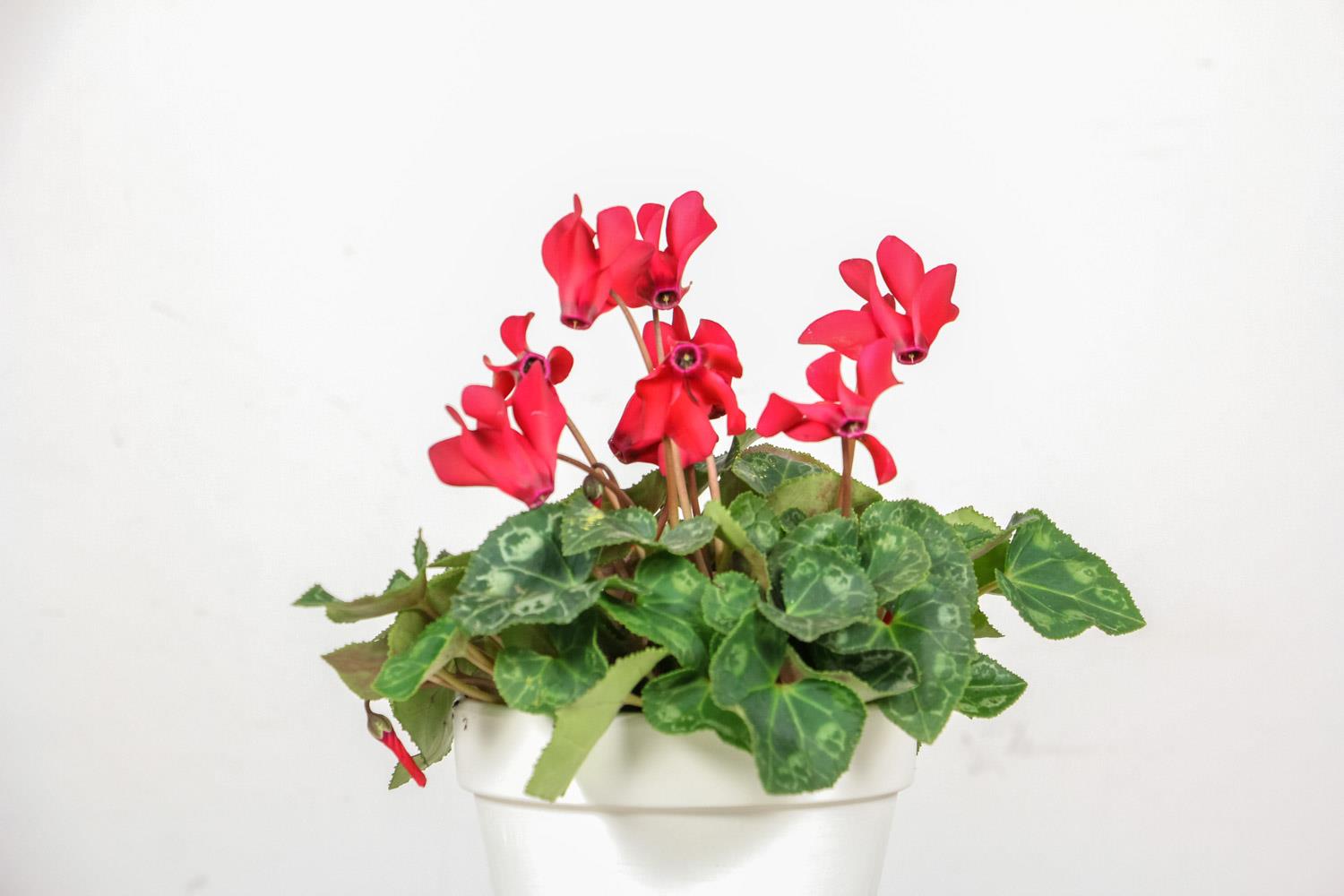 Cyclamen