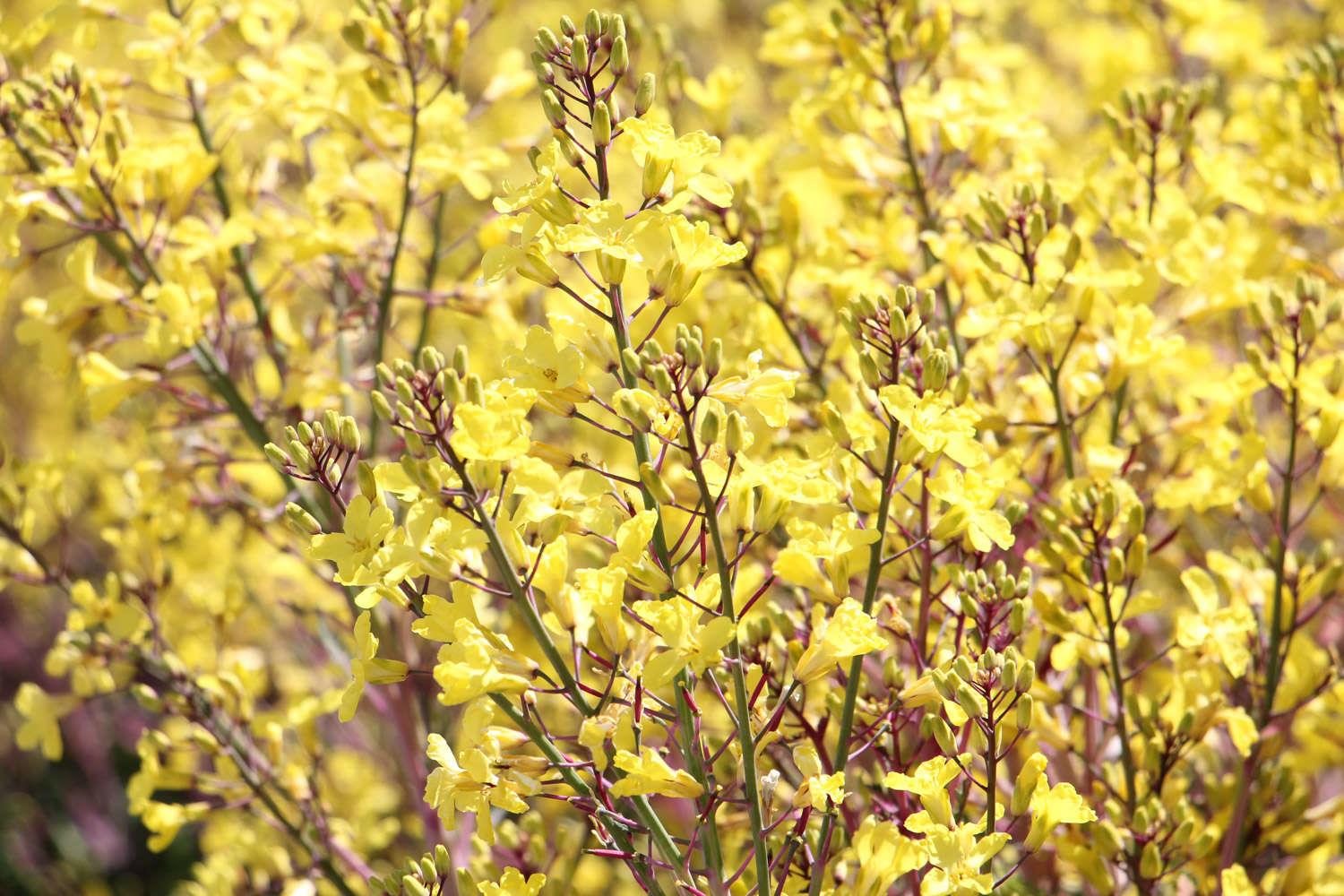 Forsythia