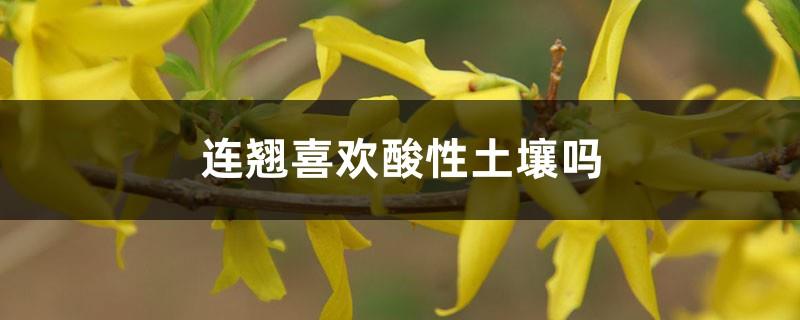 Does Forsythia like acidic soil, what kind of growing environment does it like