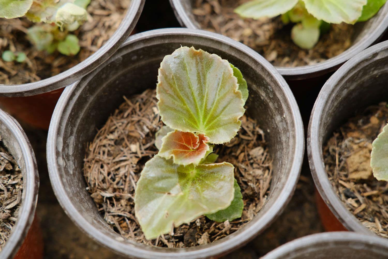 Four Seasons Begonia