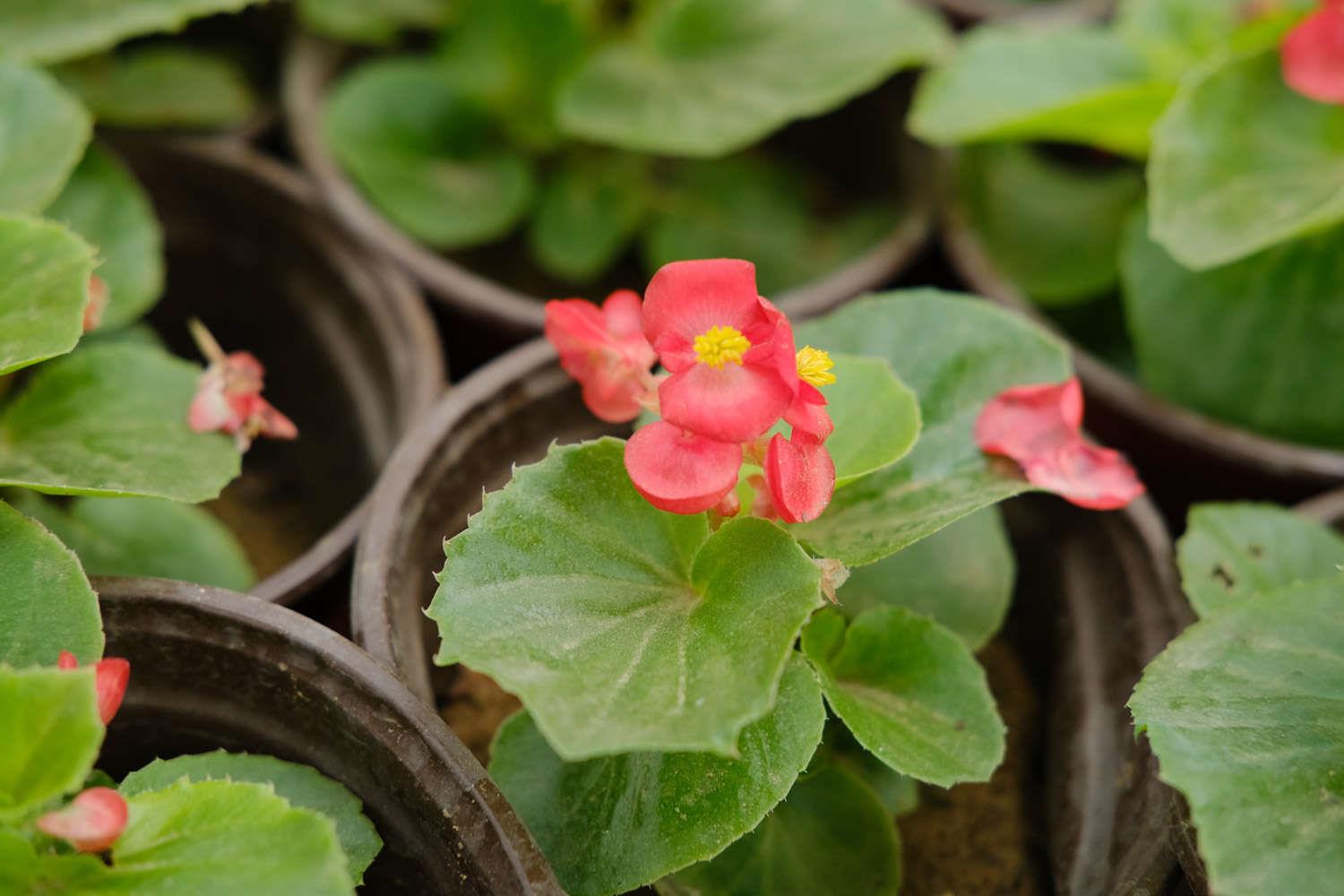 Four Seasons Begonia