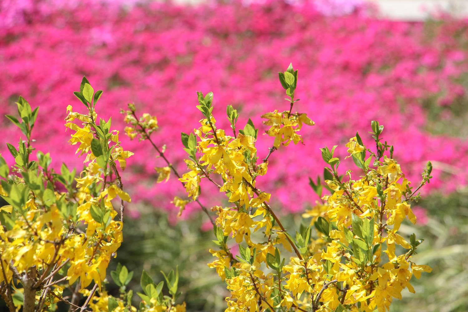 Forsythia