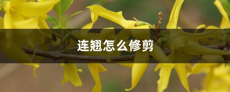 How to prune forsythia, pruning method