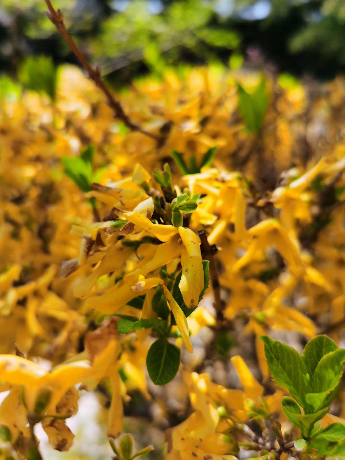 Forsythia