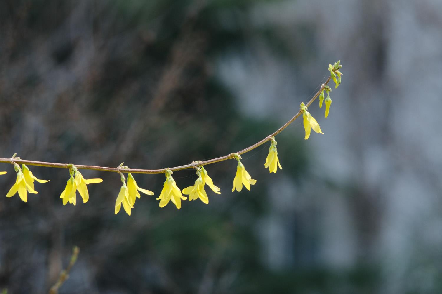 Forsythia