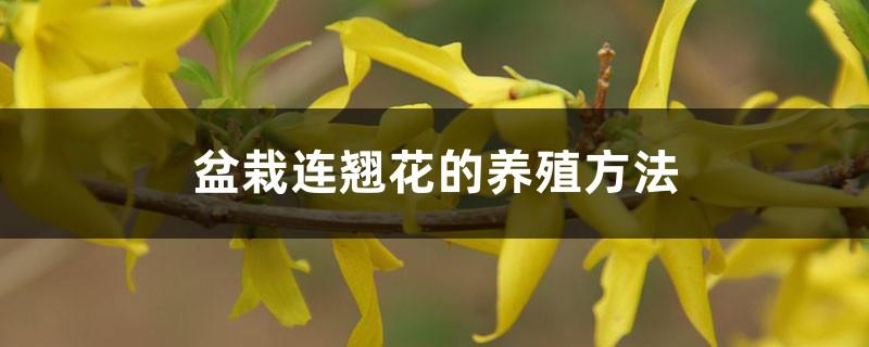 Cultivation methods, characteristics and maintenance of potted forsythia flowers