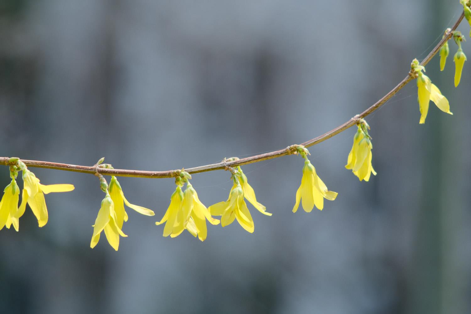 Forsythia