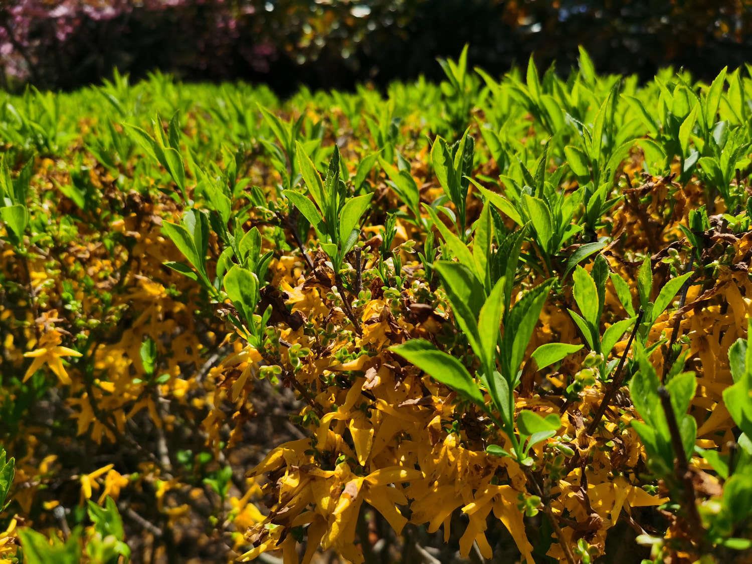 Forsythia