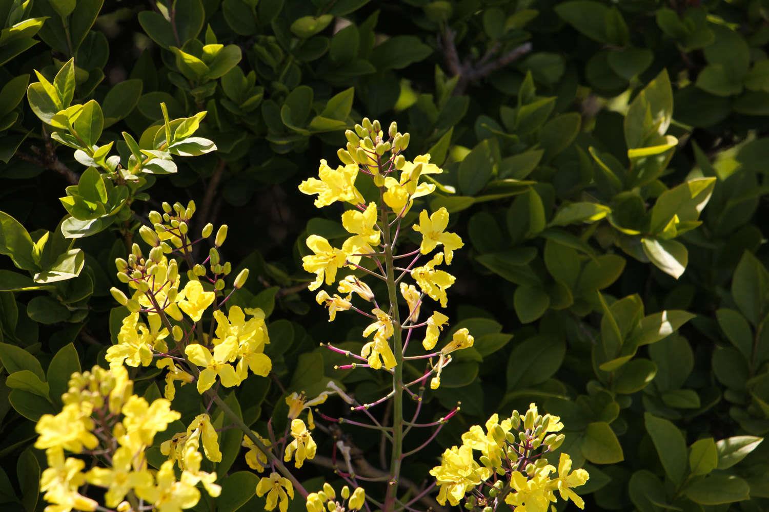 Forsythia