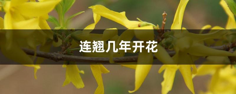 Forsythia has been blooming for several years, and has entered the fruit-rich period for several years