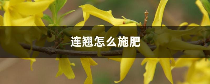 How to fertilize Forsythia suspensa? Do I need to fertilize for seedling transplantation?