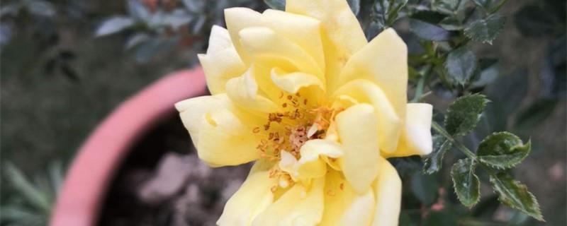 How to grow the newly bought yellow thorn rose