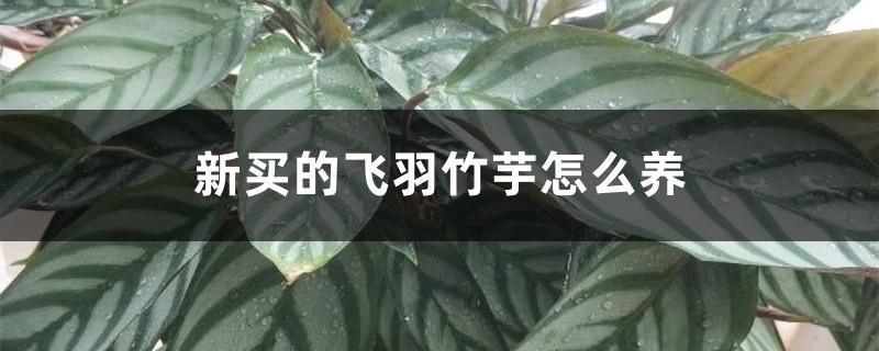 How to grow the newly bought Feiyu arrowroot