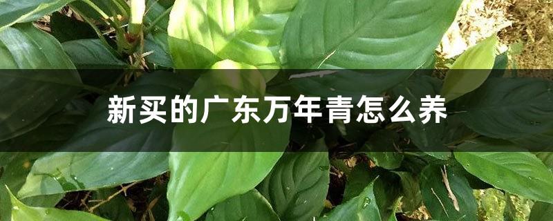 How to care for the newly purchased Dieffenbachia Guangdong