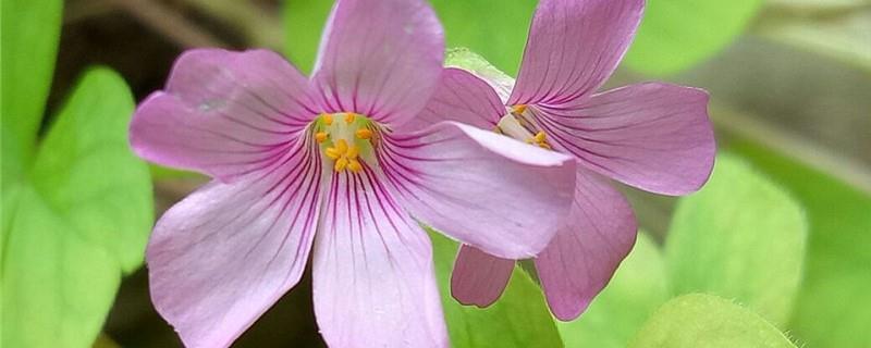 How to grow newly purchased wood sorrel