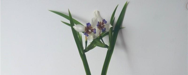 How to care for newly purchased iris