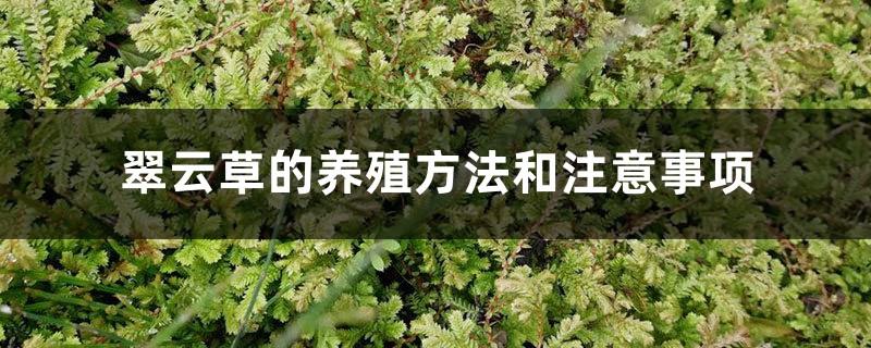 Cultivation methods and precautions of Cuiyuncao