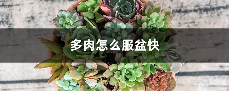 How can succulents be absorbed into the basin quickly, but there is no performance in the basin