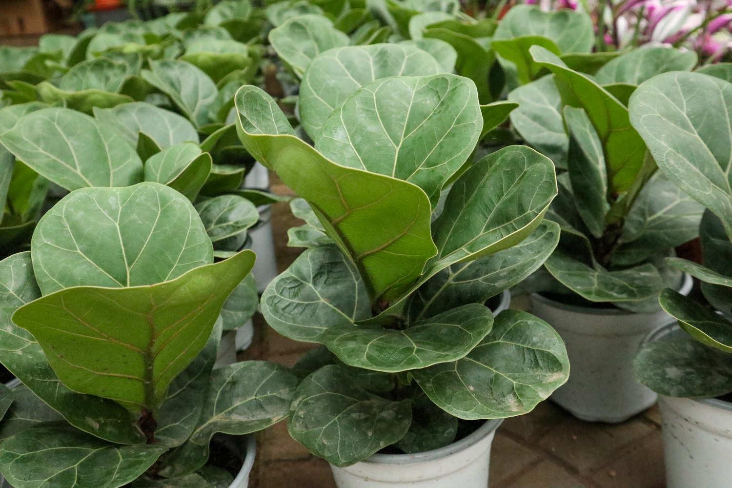 Rong fiddle leaf