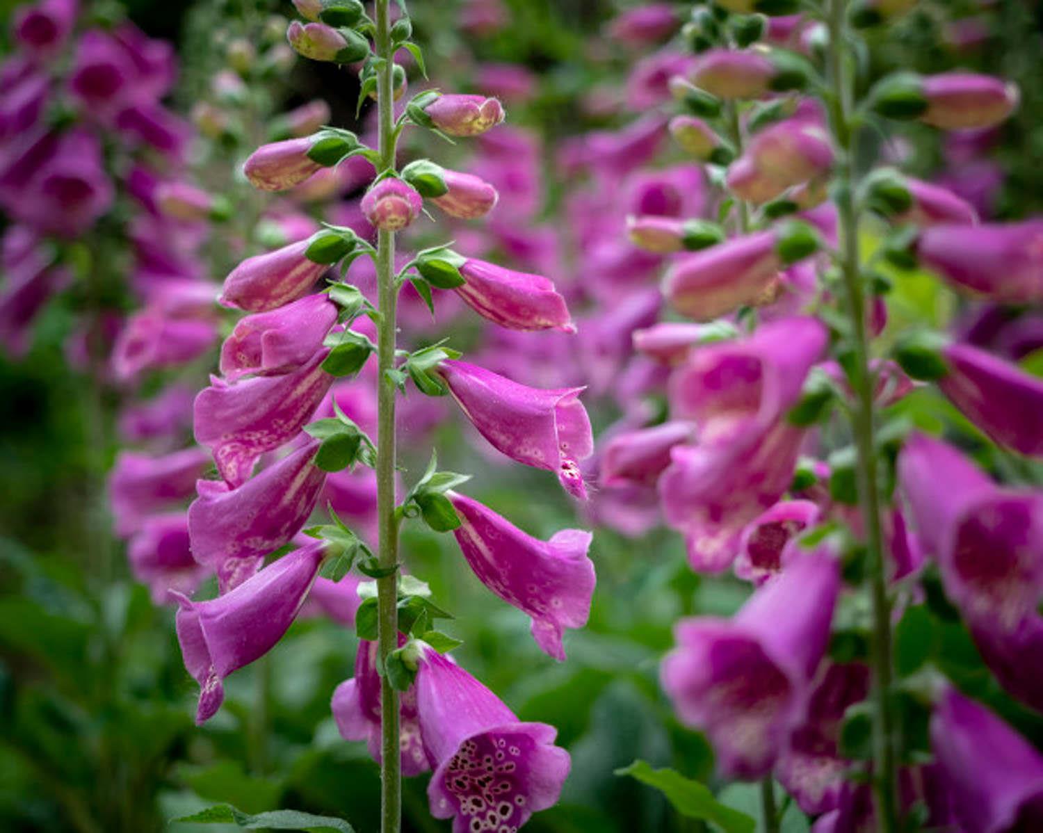 Foxglove