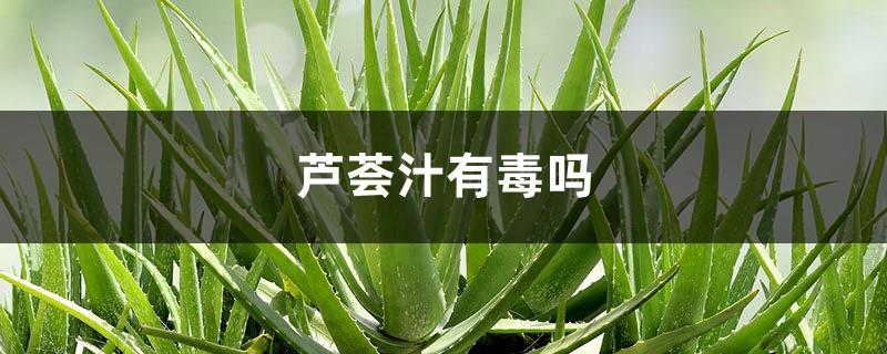 Is aloe vera juice toxic? How to tell if aloe vera is toxic