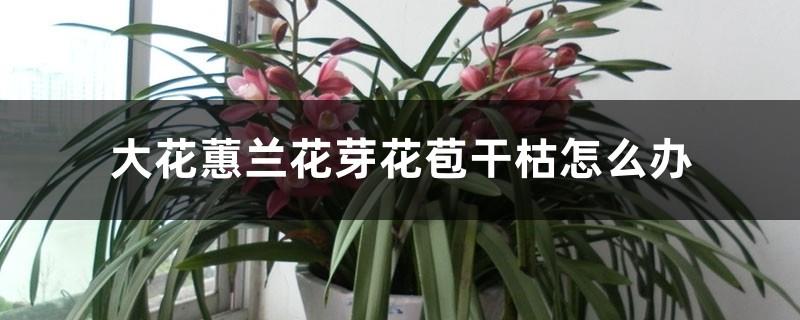 What to do if the flower buds and buds of Cymbidium are dry and how to maintain them in the bud stage