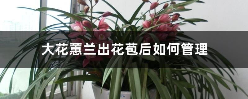 How to manage Cymbidium after the flower buds appear, and how to water the flower buds